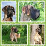 31-maj-2013-urodziny-amber-i-azury-3786_150x0