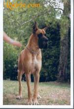 4-satchmo-878_150x0