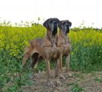 41-maj-2015-urodziny-amber-i-azuryjpg-7289_150x0