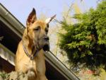 7-satchmo-881_150x0